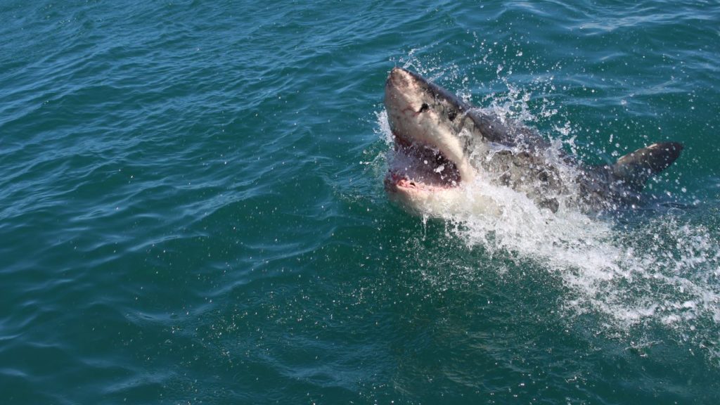 Herold’s Bay beach temporarily closed due to multiple shark sightings