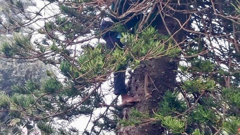 SPCA trainee inspector climbs 25-metre-tall tree to rescue a kitten