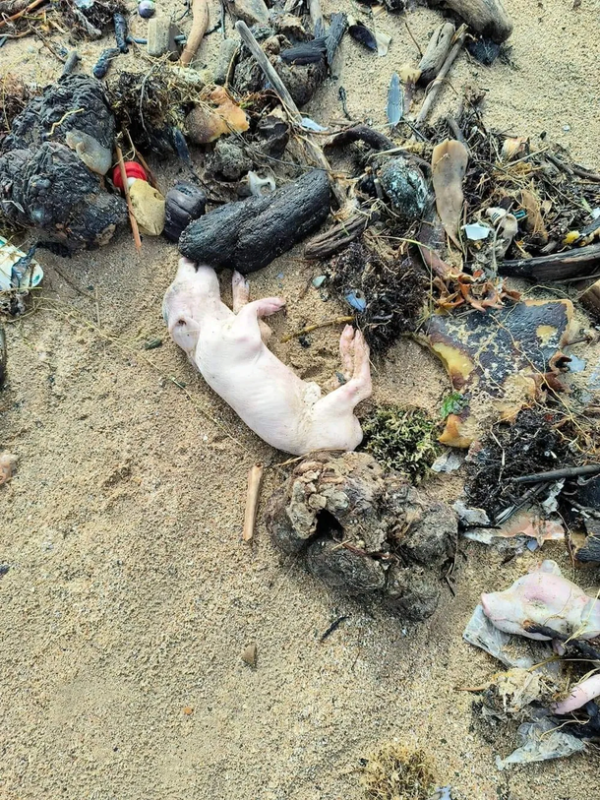 dead piglets wash onto shore gordans bay