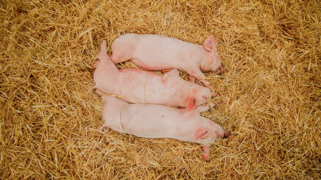 dead piglets gordans bay beach