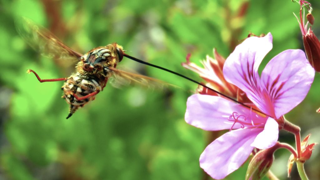 Great Southern Bioblitz invites residents to explore nature reserves