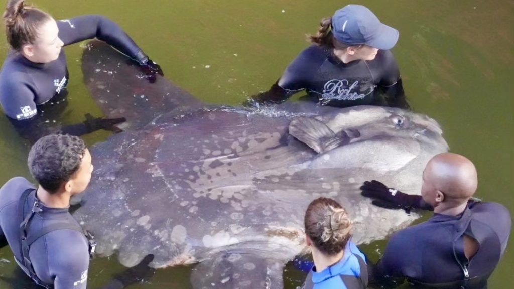 600-kilogramme ocean sunfish rescued from a Cape Town dry dock