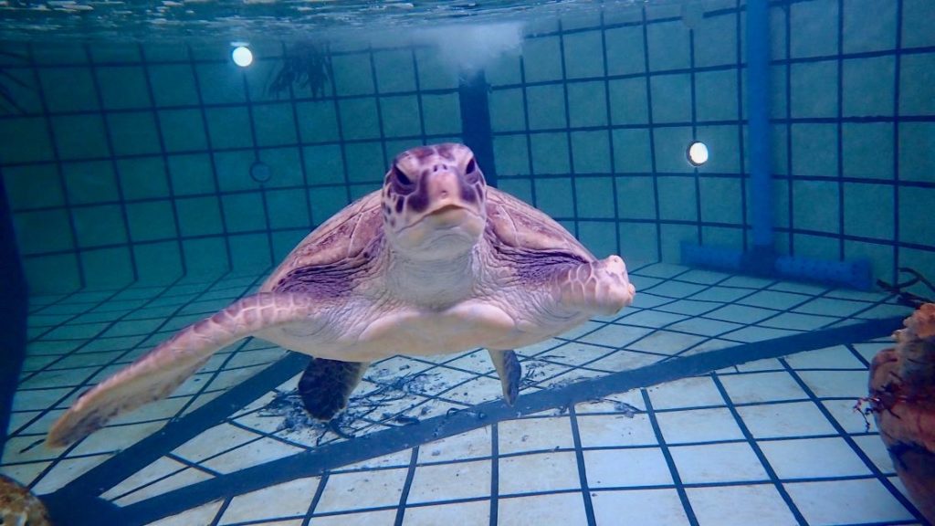 Turtle with a missing flipper and plastic ingestion makes strides in recovery