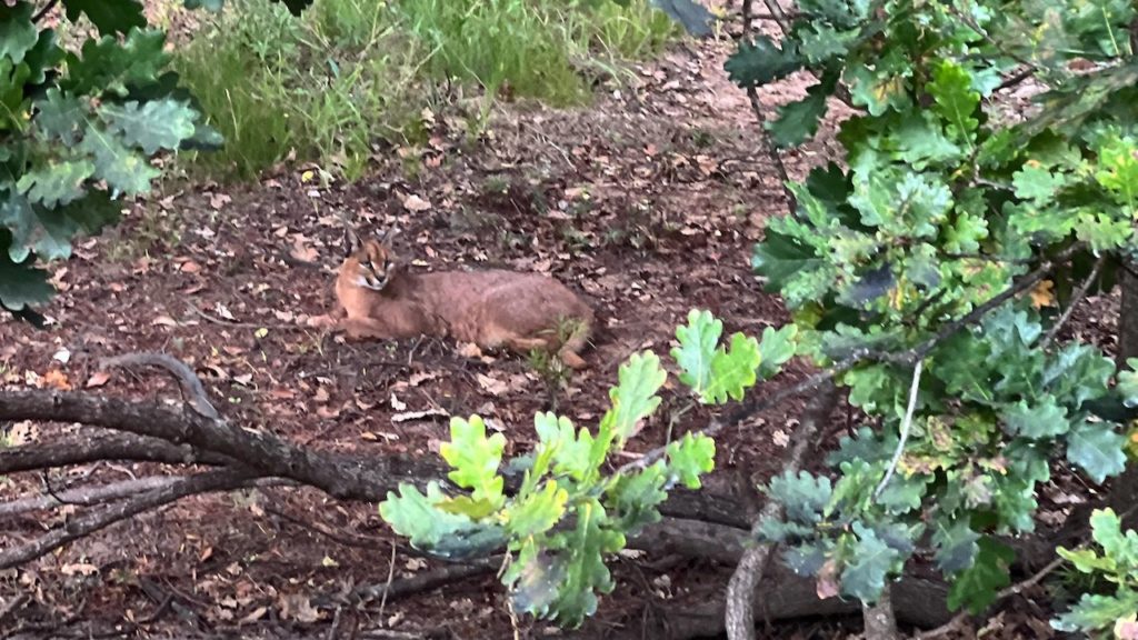 A picnic treat: Camouflaged Cape caracal spotted in Tokai Forest