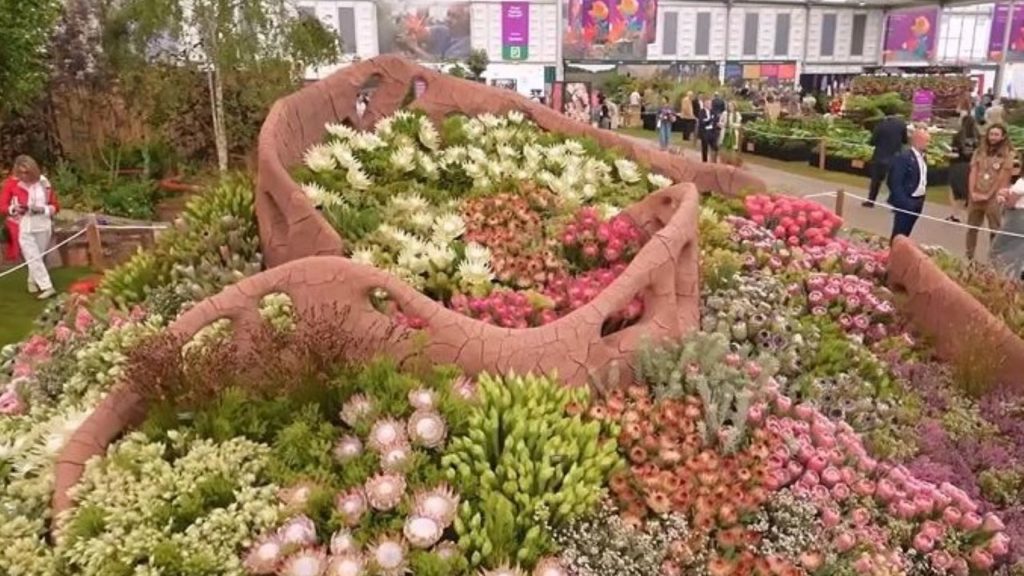 South Africa's Cape flora showcase wins big at Chelsea Flower Show