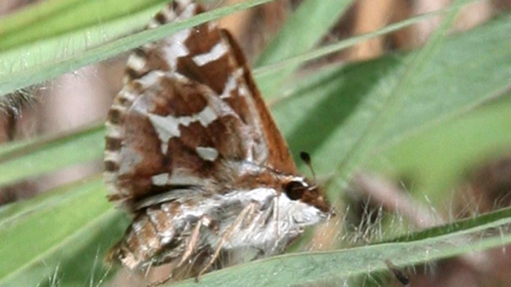 Strandfontein development could make critically endangered butterfly extinct