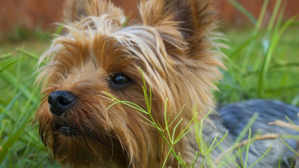 Unleashed dog kills Yorkie and injures woman on Greenbelt