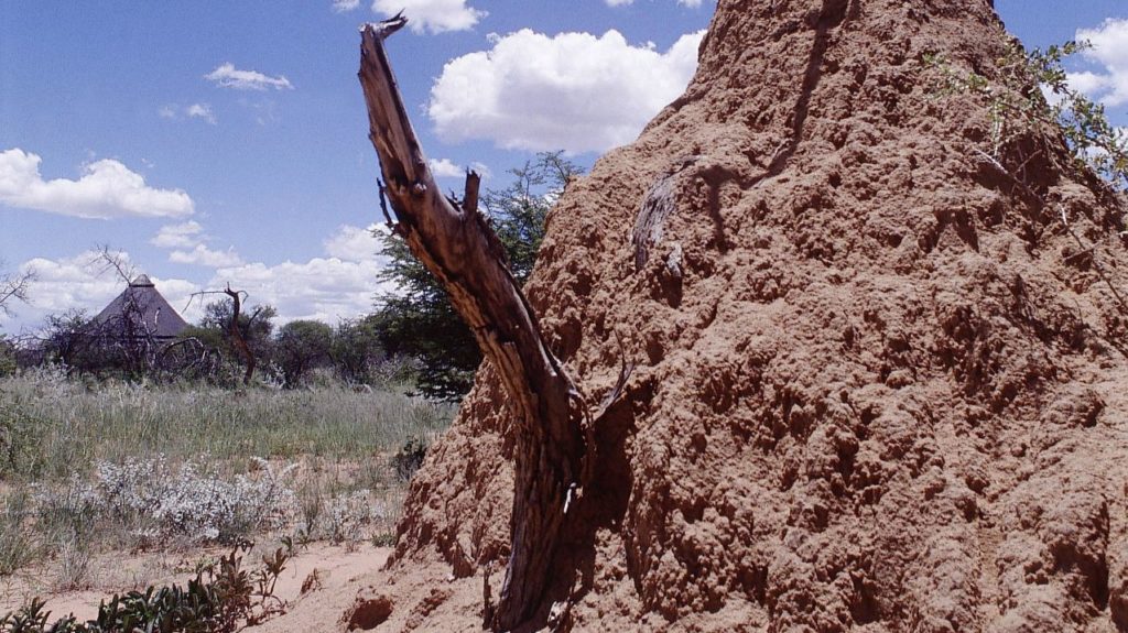 Oldest termite mound discovered by Stellenbosch University researchers