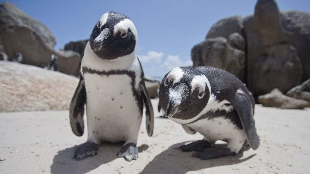 Help SANCCOB raise R250k for penguin chick unit completion