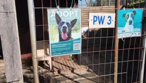 Animal welfare organisations
