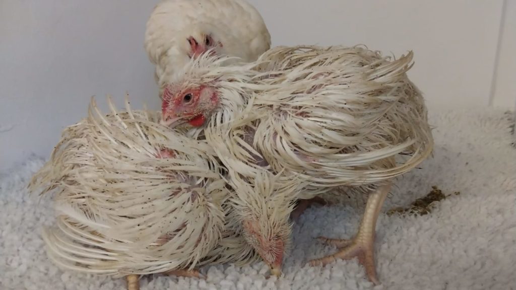 3 chickens rescued