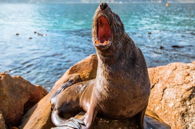 CoCT warns public to avoid seals after rabies case confirmed