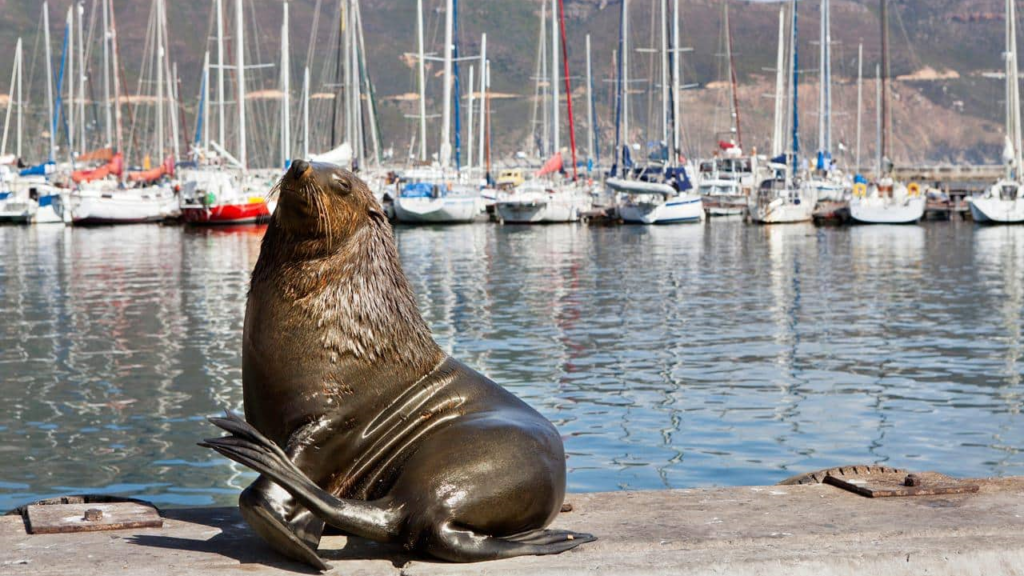 Confirmed case of rabies in a Cape Fur seal causes major concern
