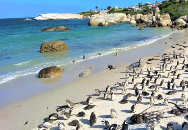 boulders beach penguins AfricanHub_ X places to visit in cape town