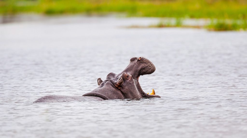 3 workers seriously injured after hippo attack in Kruger National Park