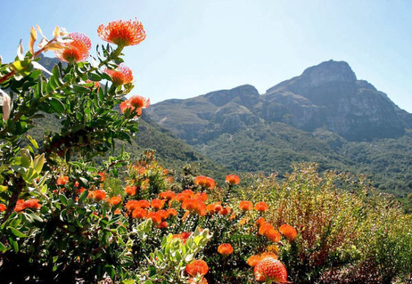 kirstenbosch gardens worldloveflower X places to vist in cape town