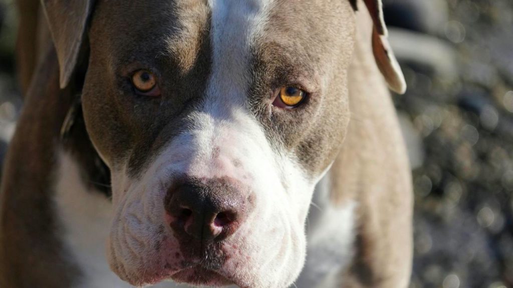 Man in hospital after encounter with pit bulls in Mitchells Plain