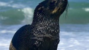 rabies in cape fur seals