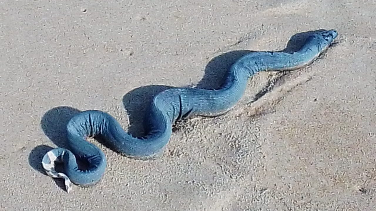 Highly venomous sea snakes left stranded on Western Cape beaches