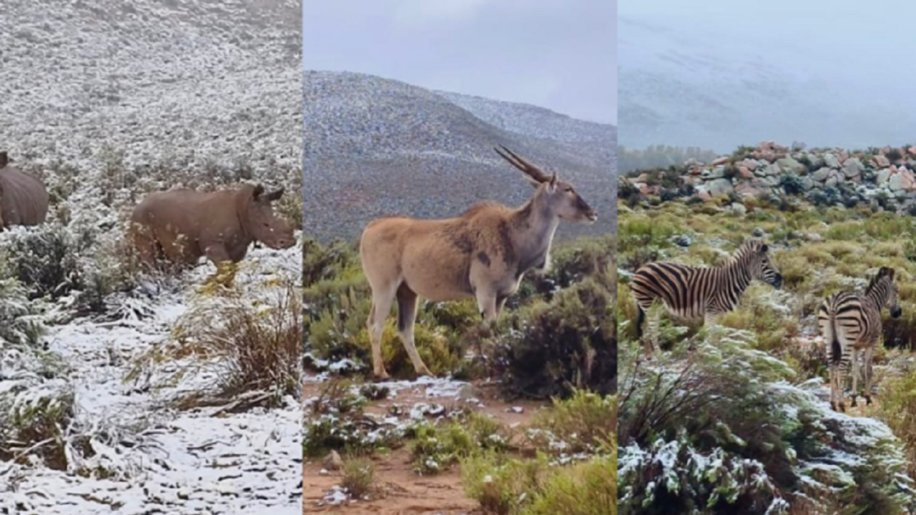 Watch: Lions, rhinos and elephants navigate snow in Western Cape reserve