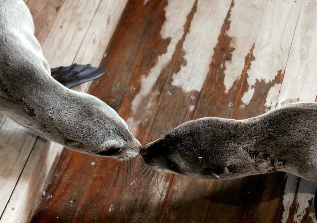 Hout Bay Seal Centre seeks urgent help after wave damage