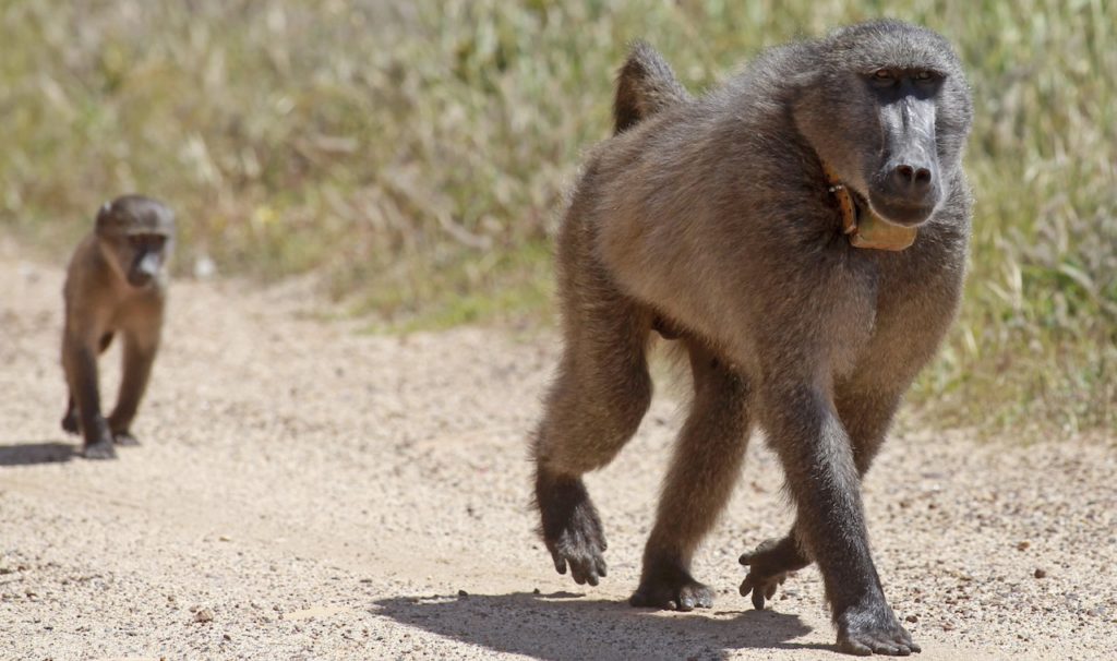 Outrage erupts over euthanasia of baboons in South Peninsula