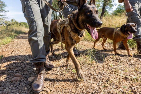 World Ranger Day