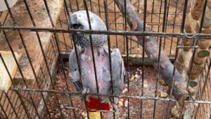 neglected African Grey parrot