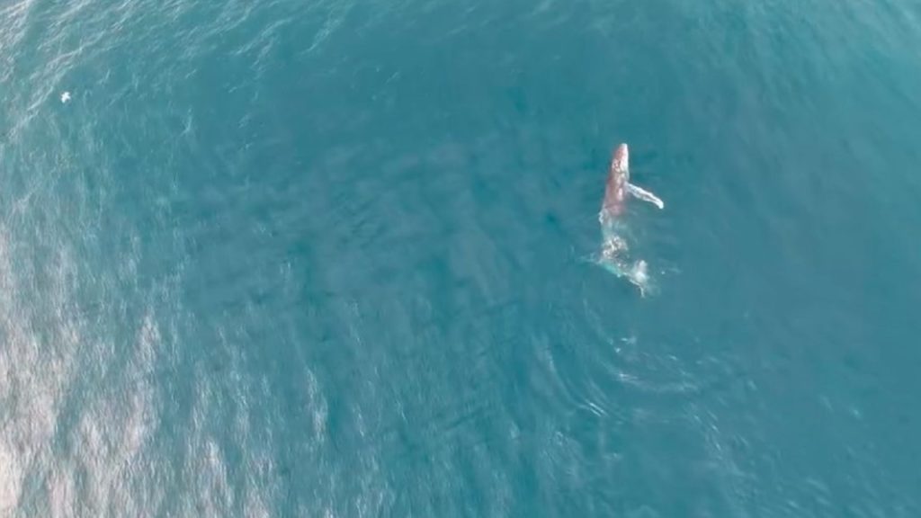 Watch: Humpback whale spotted off coast of Simon's Town