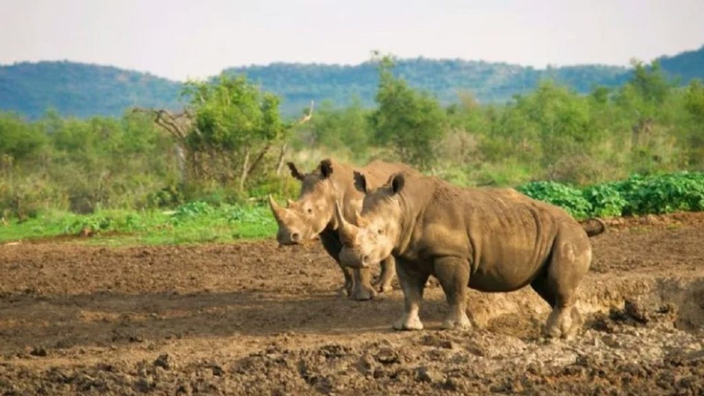 Forensic training underway to increase convictions of wildlife poachers