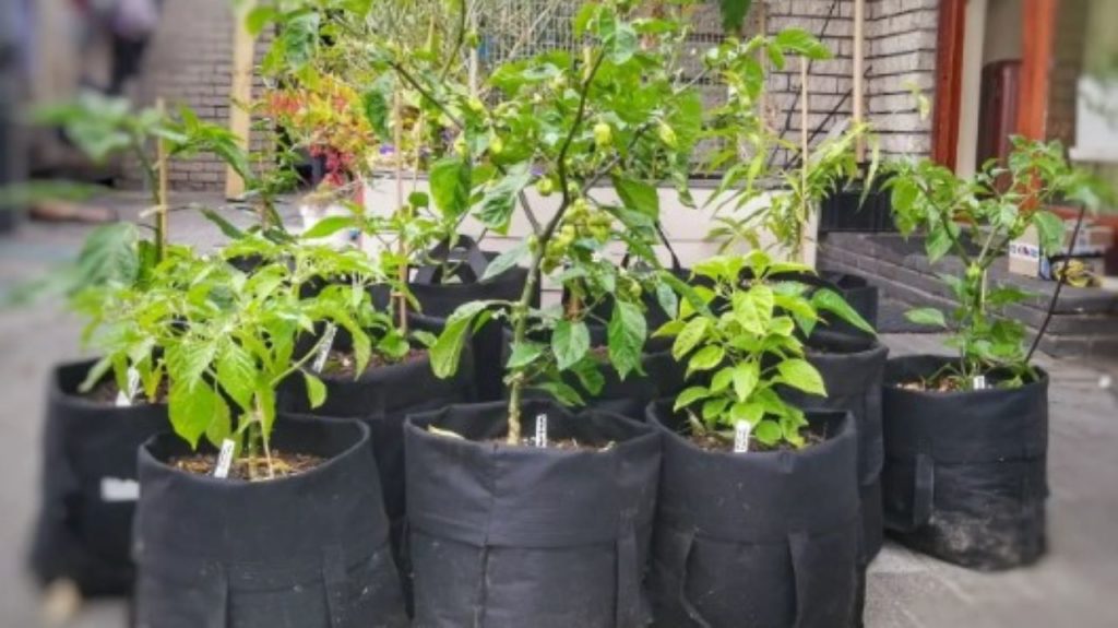 From TikTok to green thumb: Turning Woolies bags into gardens