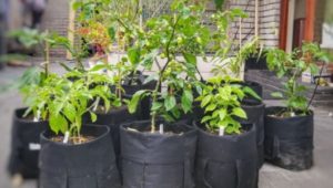 From TikTok to green thumb: Turning Woolies bags into gardens