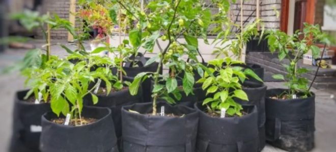 From TikTok to green thumb: Turning Woolies bags into gardens