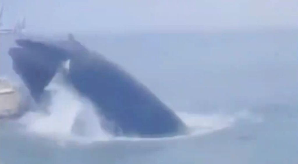 whale breaches fishing boat