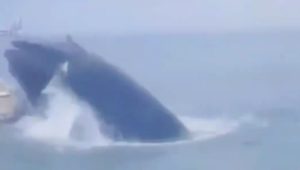 whale breaches fishing boat
