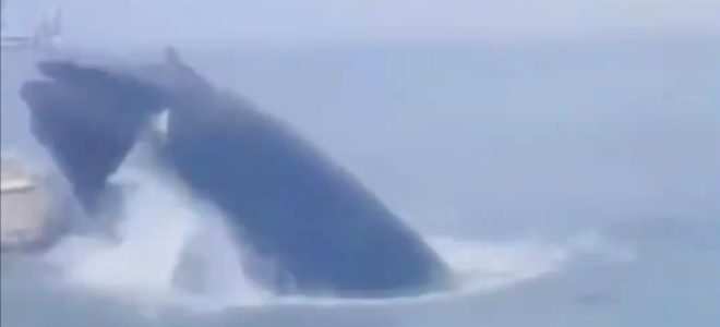 whale breaches fishing boat