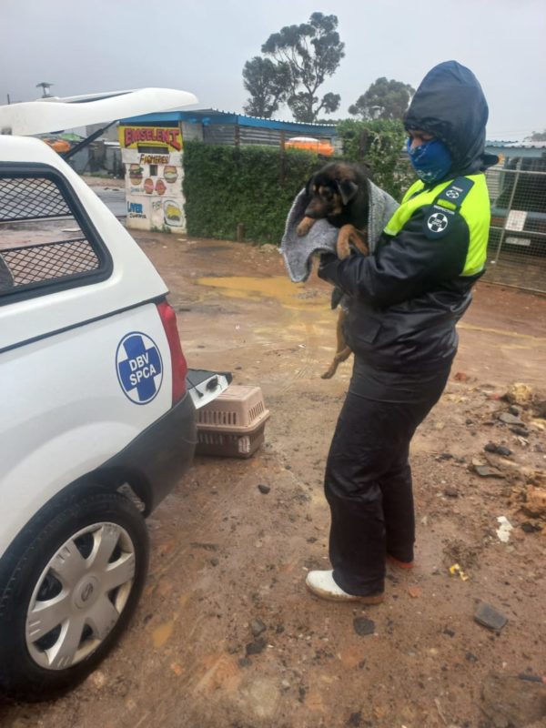  Cape of Good Hope SPCA 