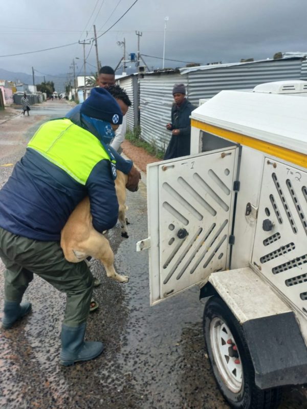 Cape of Good Hope SPCA 