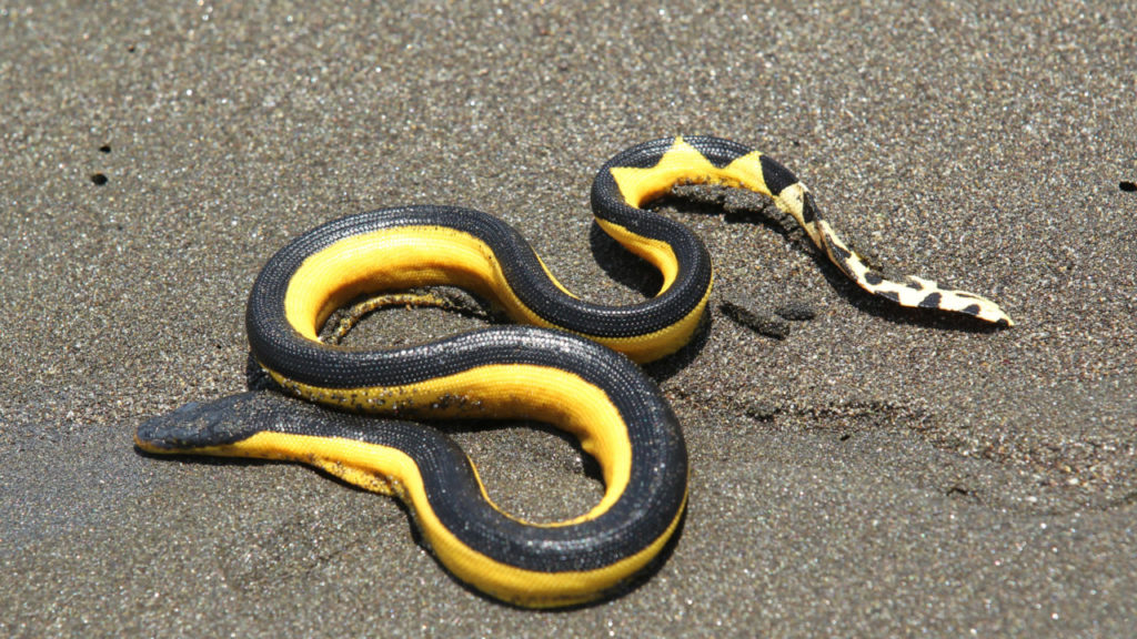 Authorities renew warning about sea snakes on local shores