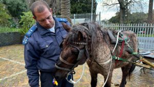 cart-horse