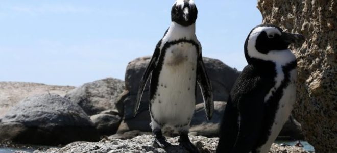 Crucial penguin conservation plan heads to court