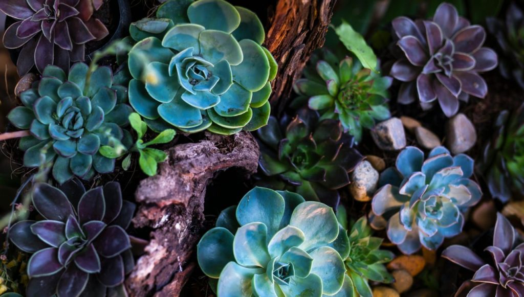 western cape succulents