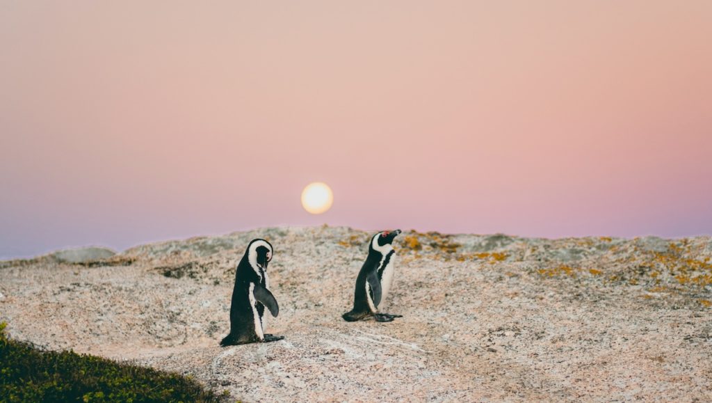 Scientific study shows rapid dip in African penguin population