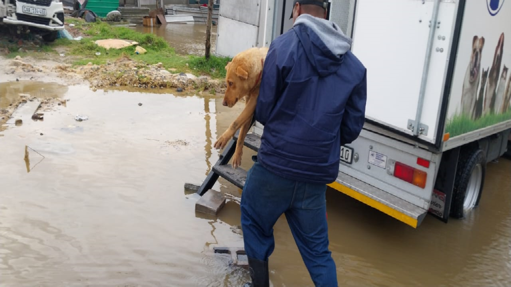 cape of good hope spca