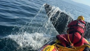 Days-long rescue effort frees whale from fishing line