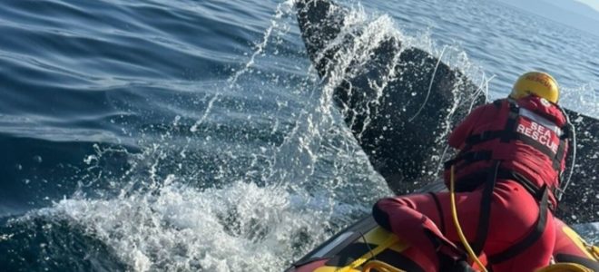 Days-long rescue effort frees whale from fishing line