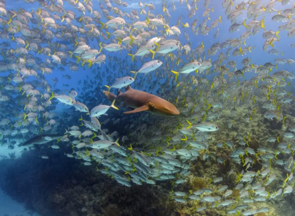 ocean photographer of the year 