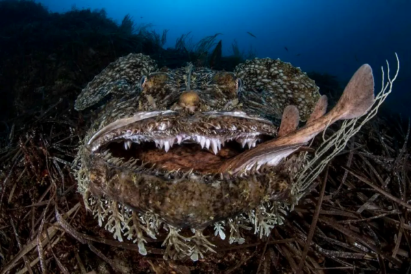 ocean photographer of the year 