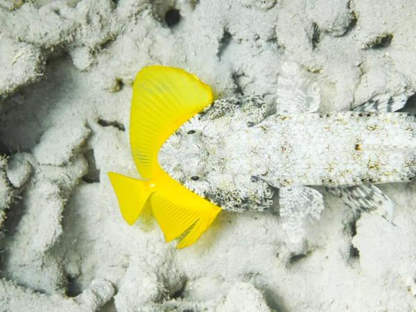 ocean photographer of the year 