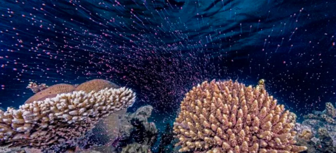 ocean photographer of the year